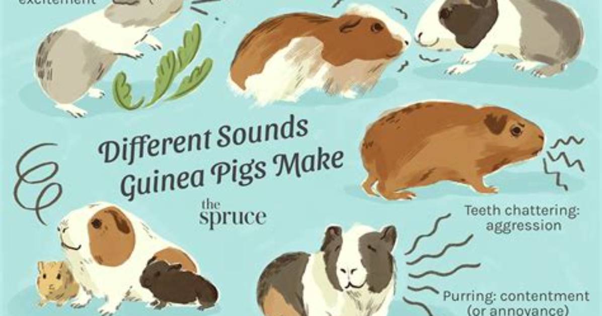 When Guinea Pigs Squeak?