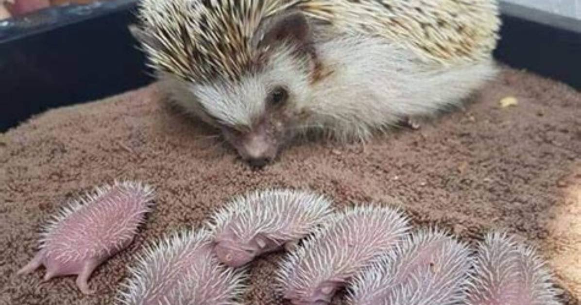 When Hedgehogs Have Babies?