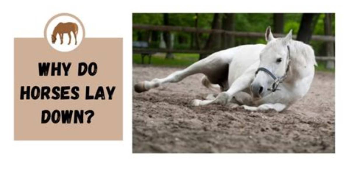 When I Lay Down Why Do I Get Dizzy?