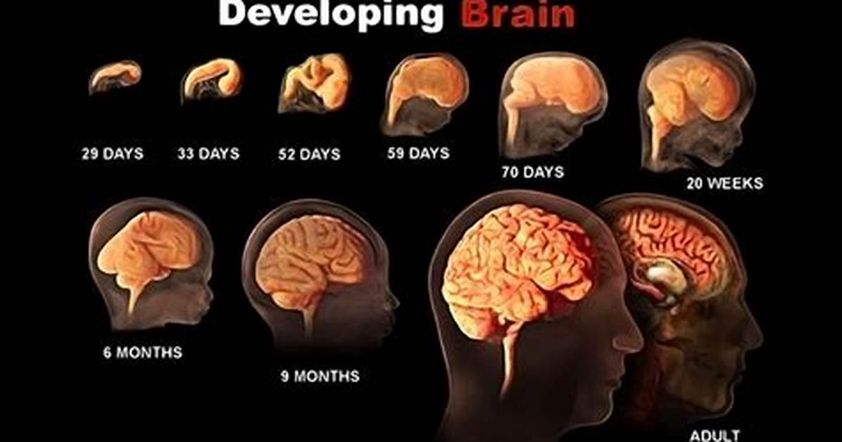 When Is a Child's Brain Fully Developed?