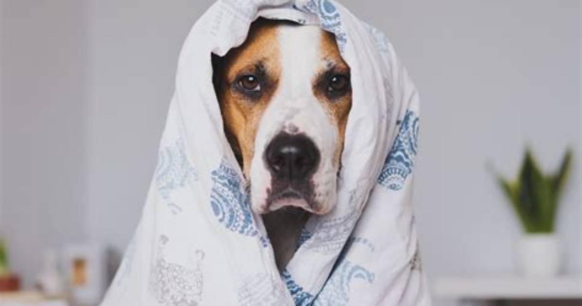When Is a Dog Sick?