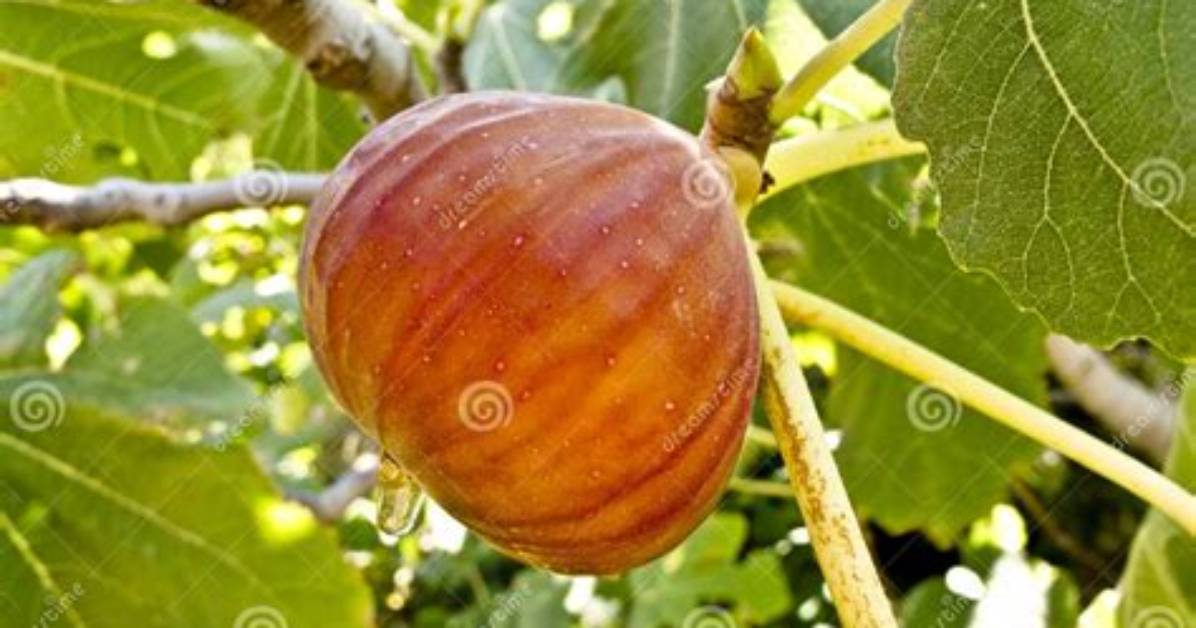 When Is a Fig Tree Ripe?
