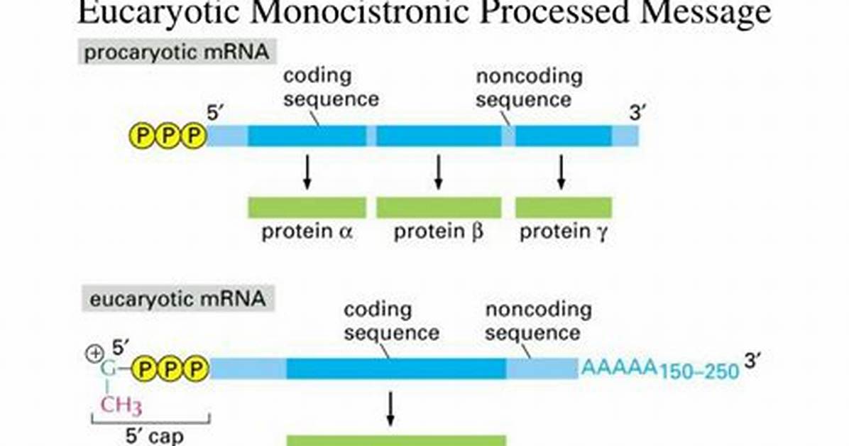 When Is a Message Termed Polycistronic?