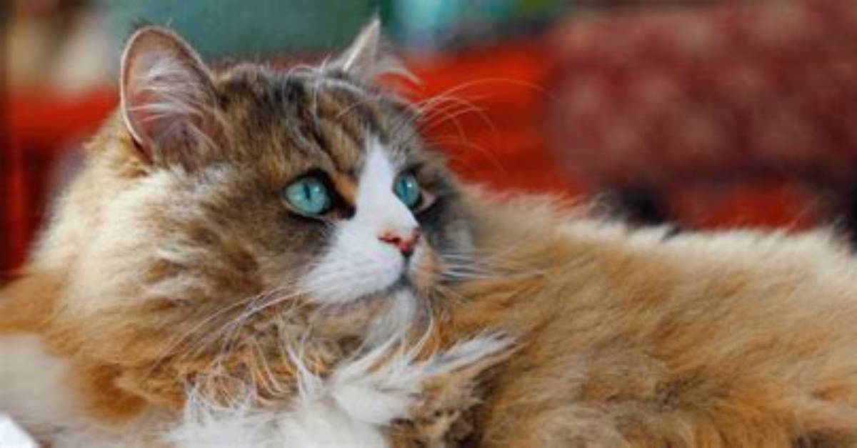 When Is a Ragamuffin Cat Fully Grown?