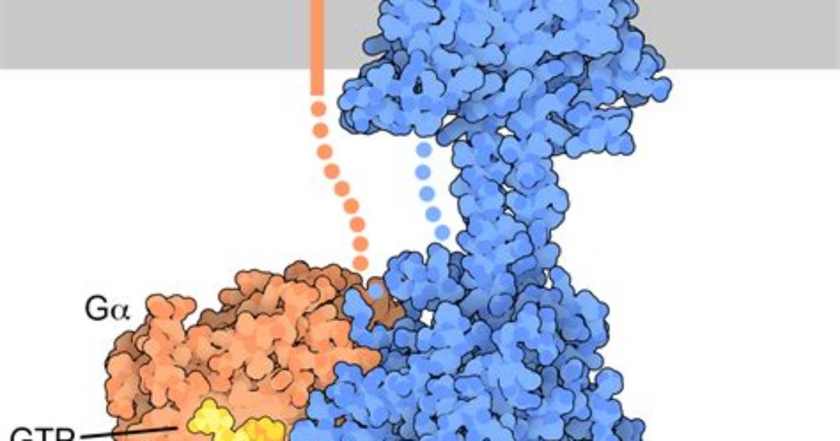 When Is Adenylyl Cyclase Active?