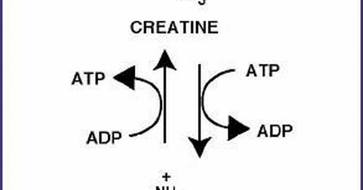 When Is Creatine Phosphate Regenerated?