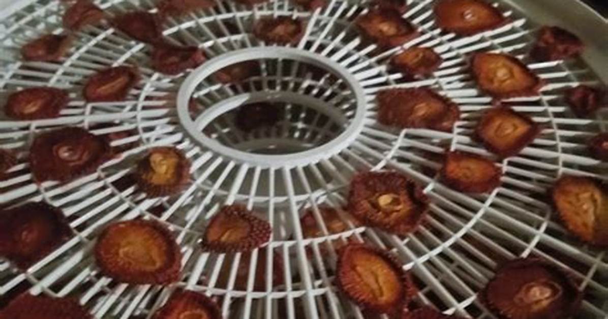When Is Dehydrator Done?