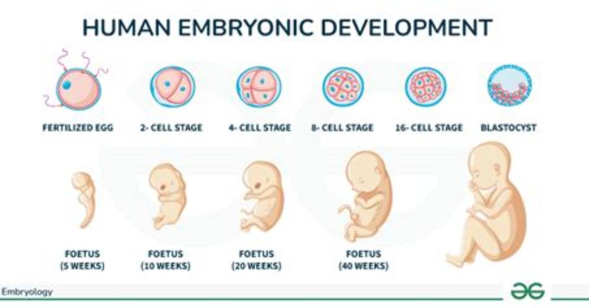 When Is Embryology Used?
