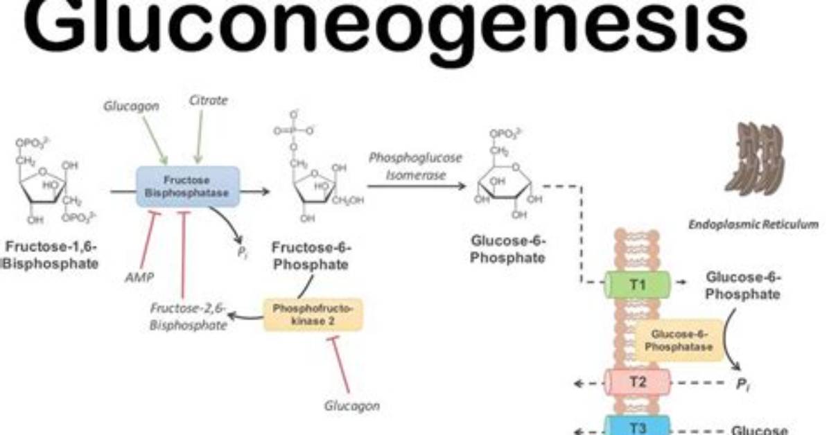 When Is Gluconeogenesis Used?