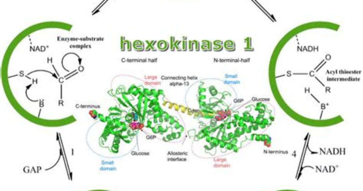 When Is Hexokinase Active?