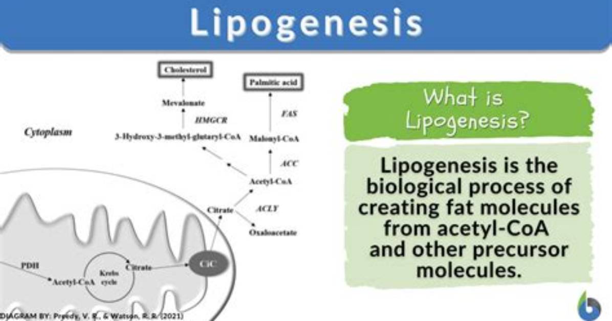 When Is Lipogenesis Used?