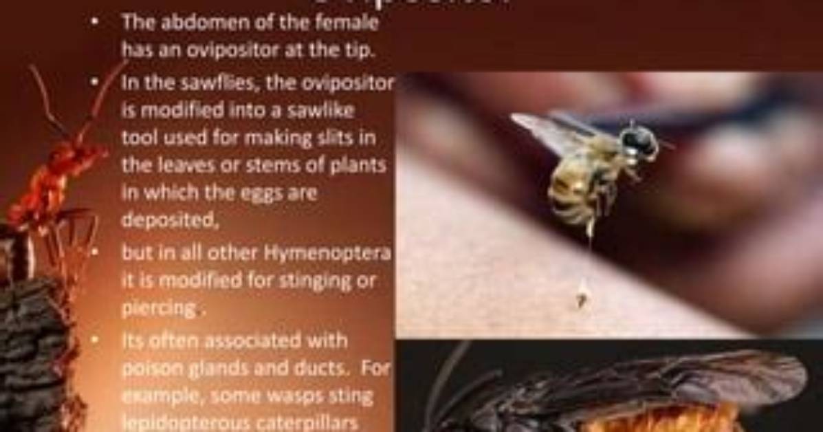 When Is Ovipositor Used?