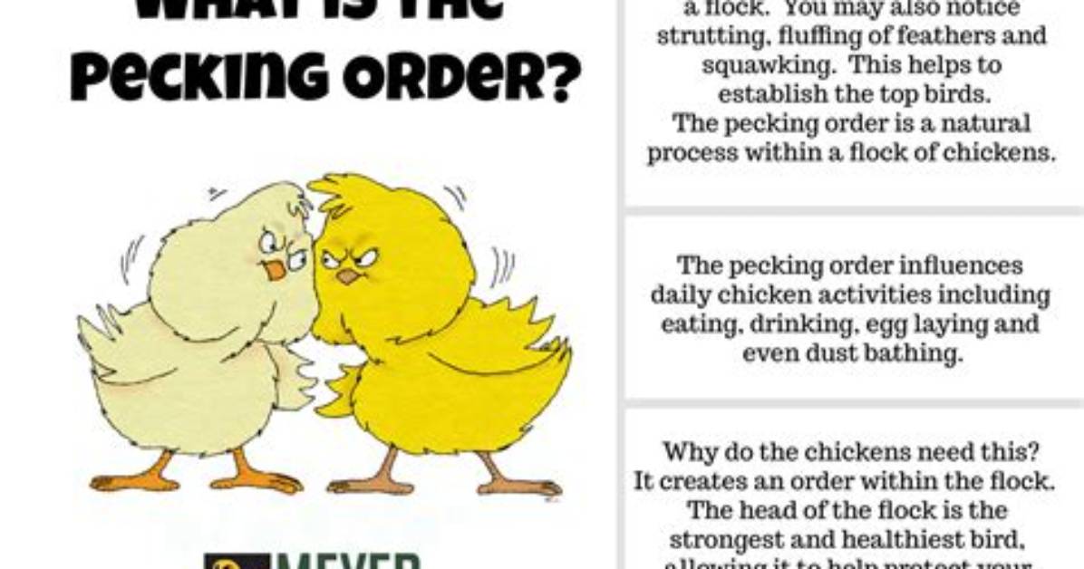 When Is Pecking Order Established?