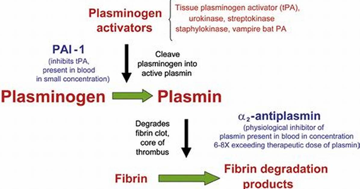 When Is Plasmin Activated?