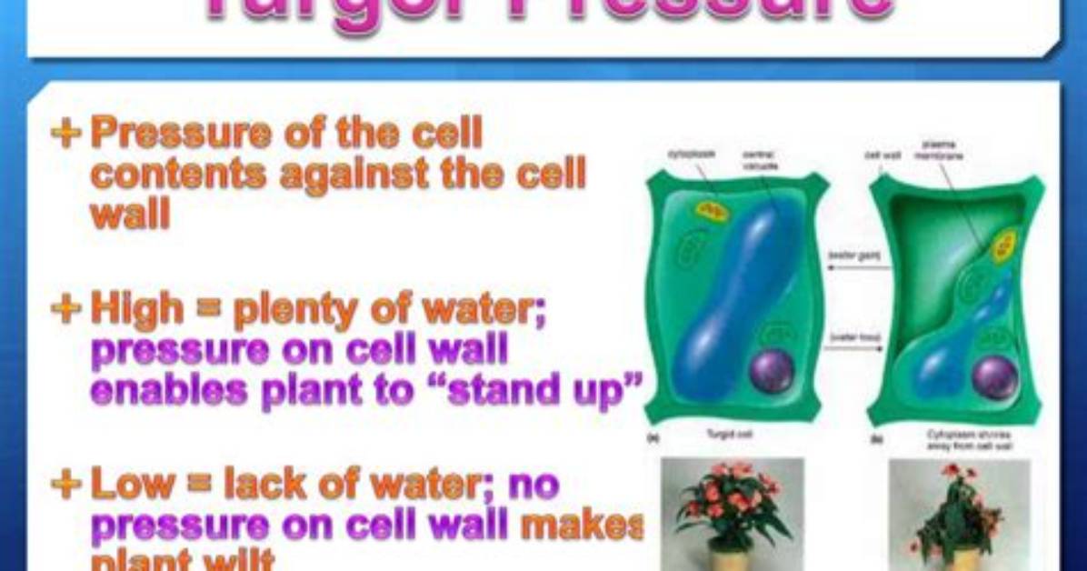 When Is Turgor Pressure Negative?