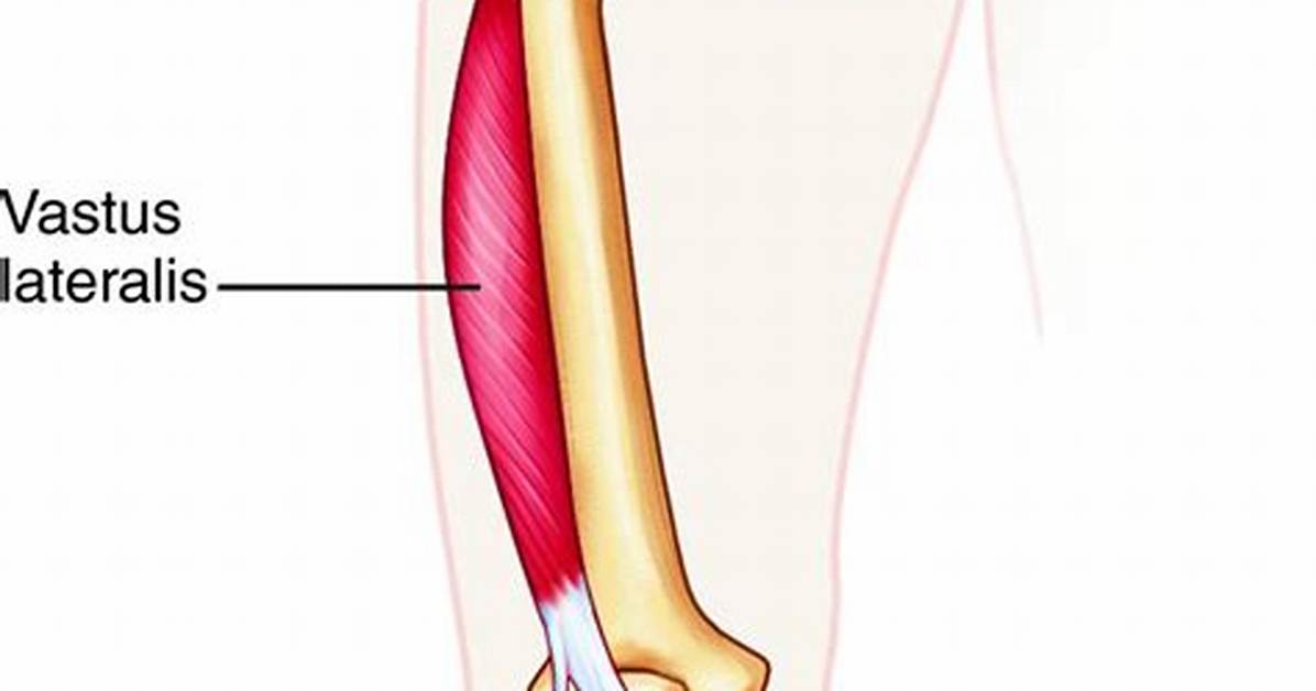 When Is Vastus Lateralis Used?