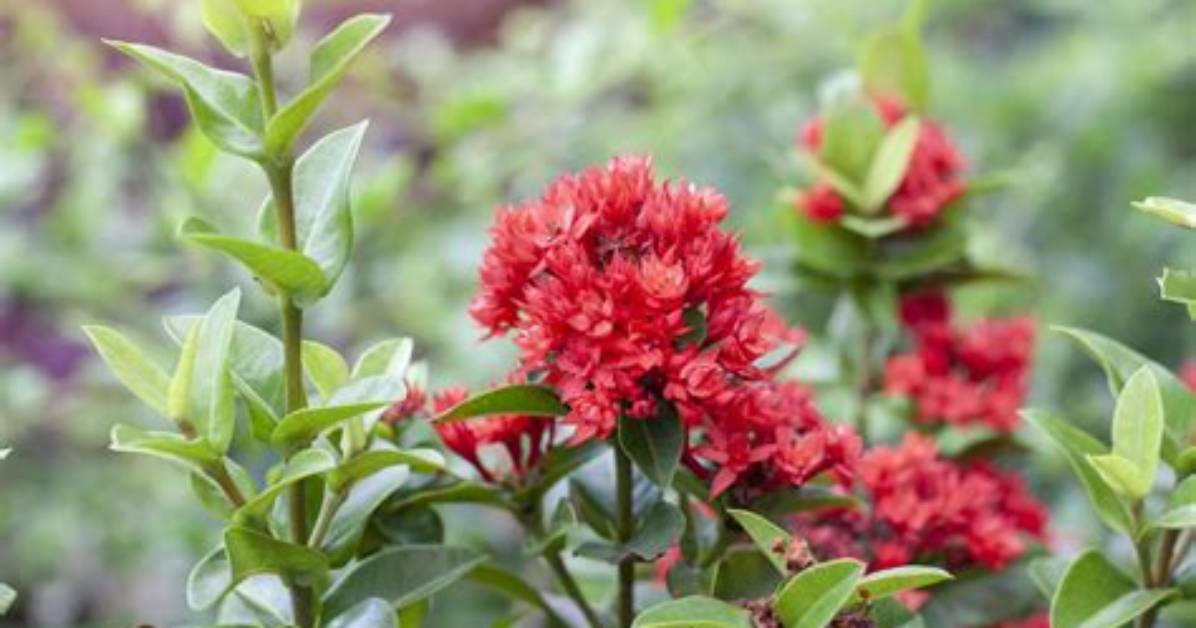 When Ixora Flower Bloom?