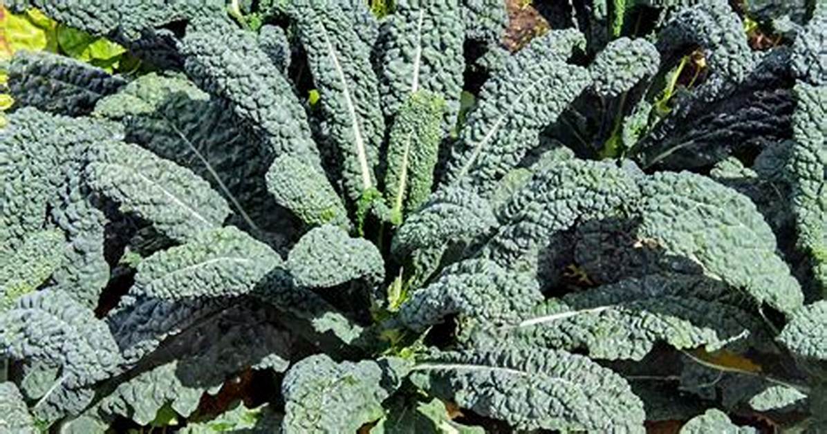 When Kale Is Ready to Pick?