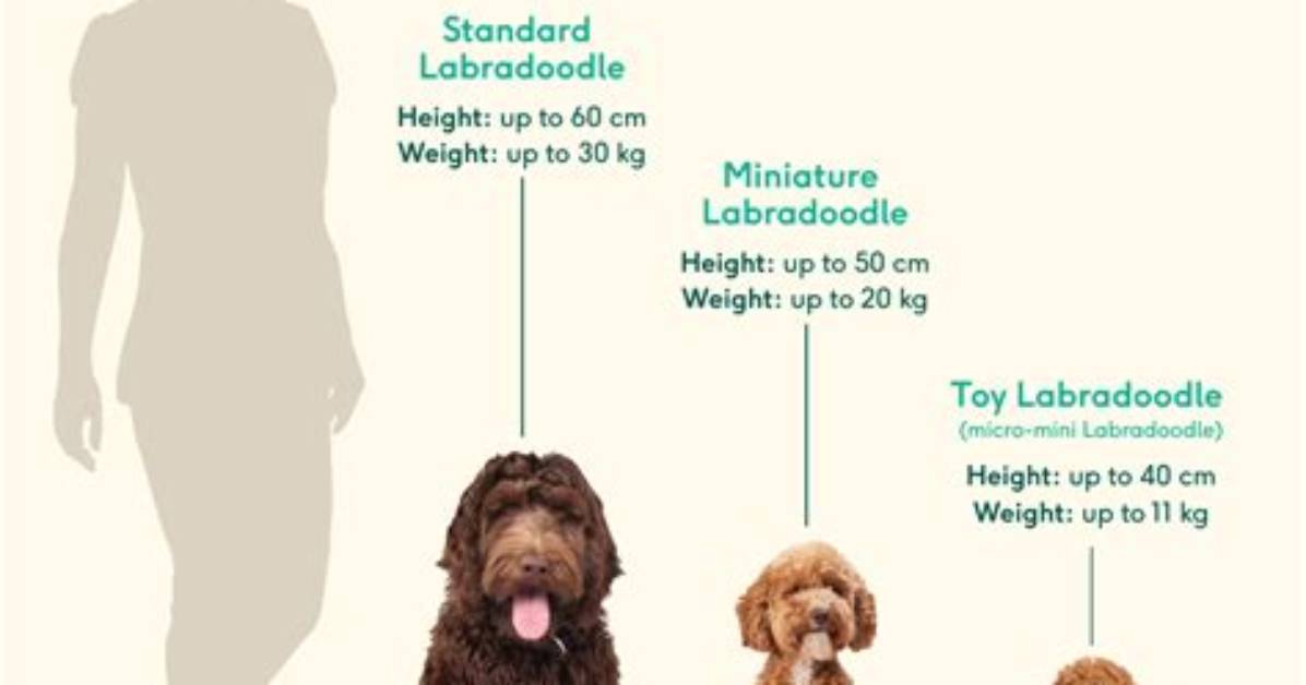 When Labradoodle Full Grown?