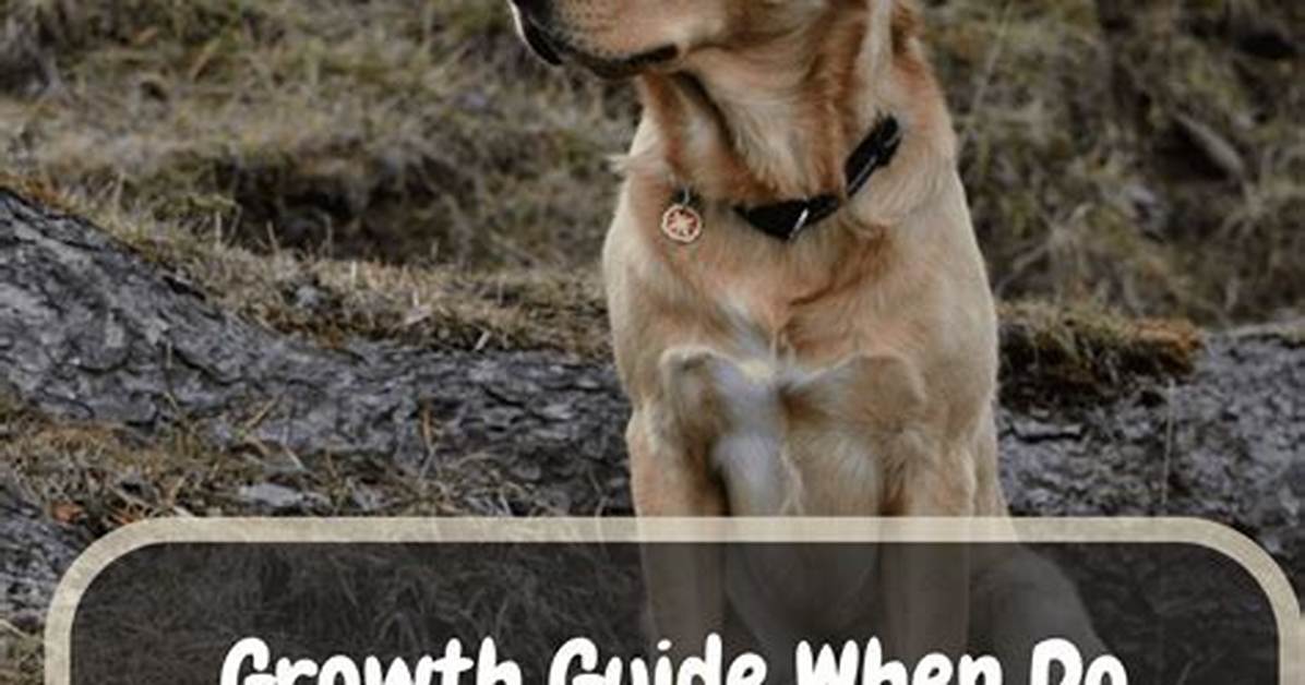 When Labrador Stop Growing?