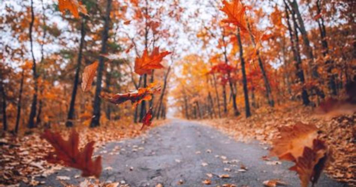 When Leaves Start to Fall?
