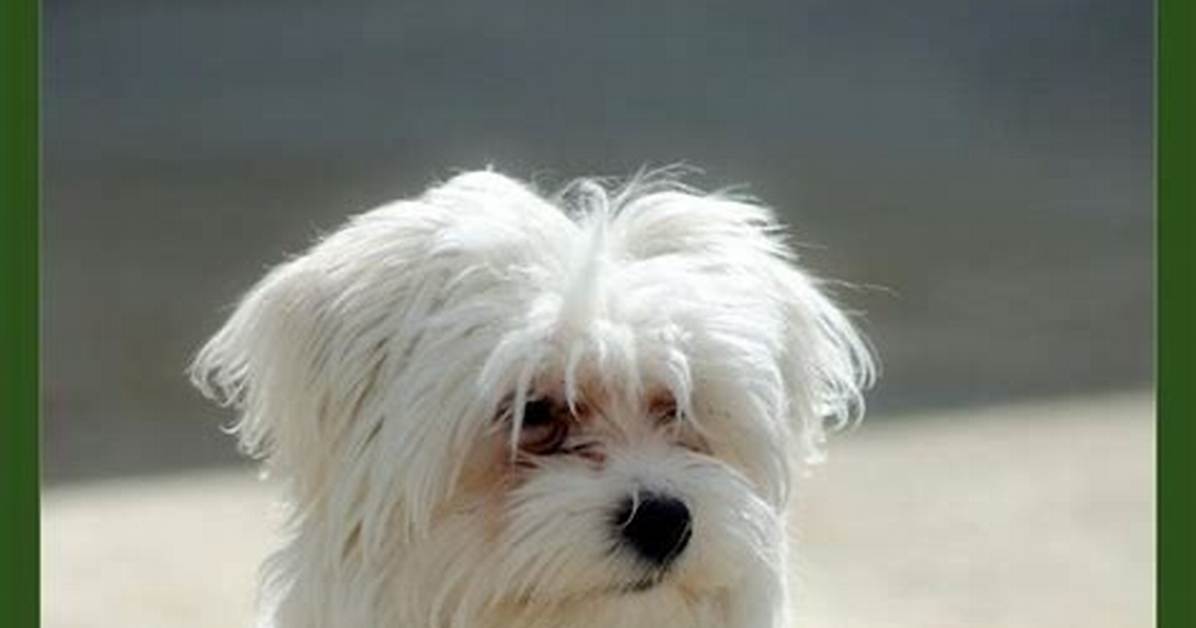 When Maltese Stop Growing?