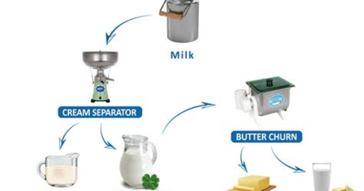 When Milk Is Churned the Separate from It Due to?