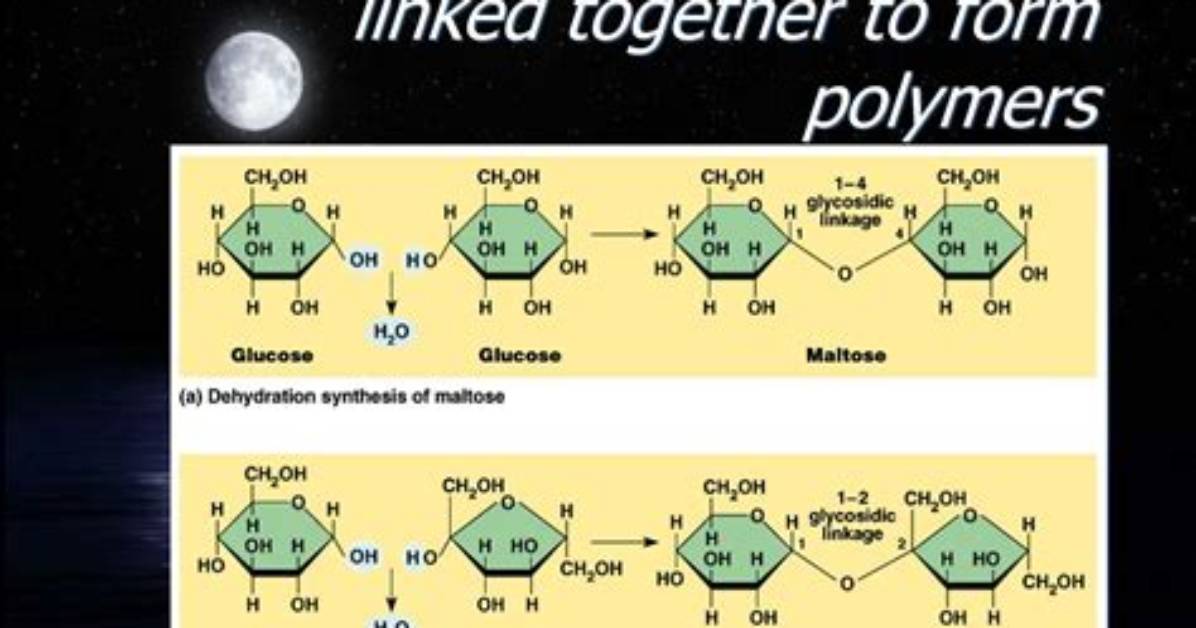When Monomers Are Joined Together?