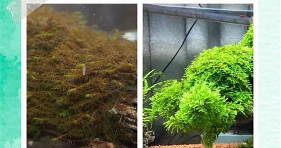 When Moss Turns Brown?
