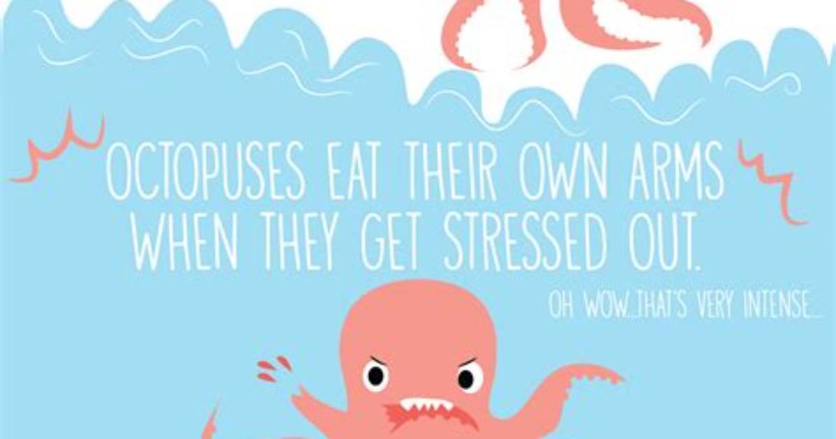 When Octopus Get Stressed out?