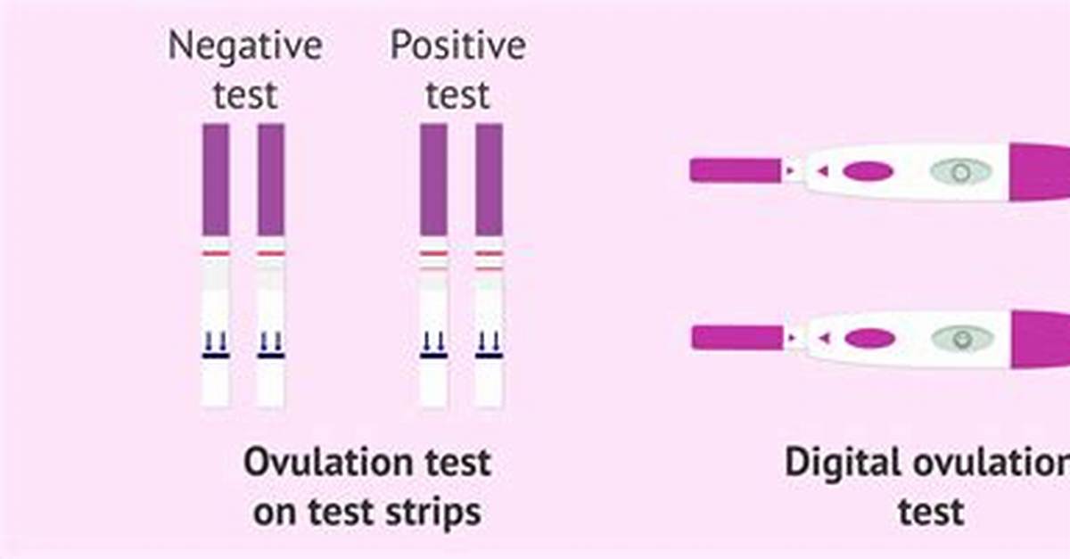 When Ovulation Test Is Positive?