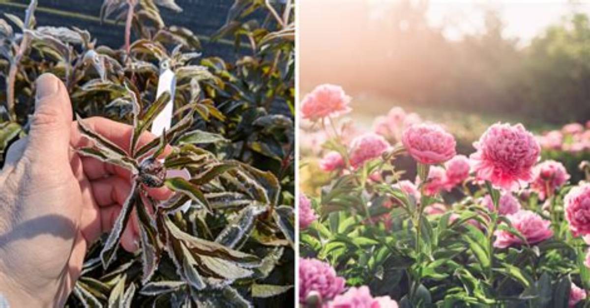 When Peonies Stop Blooming?