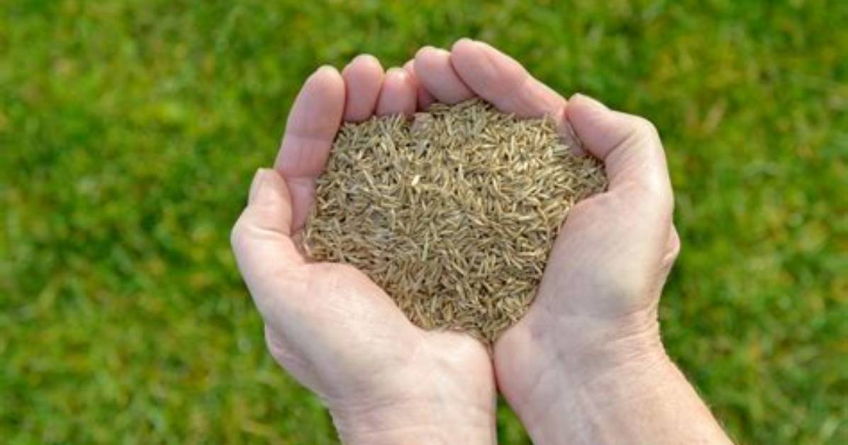 When Plant Grass Seed?