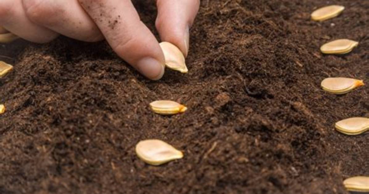 When Plant Pumpkin Seeds?