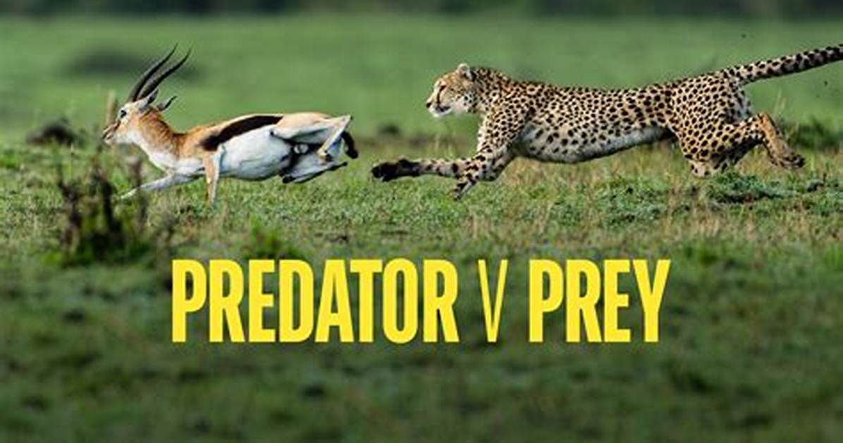 When Predator Becomes Prey?