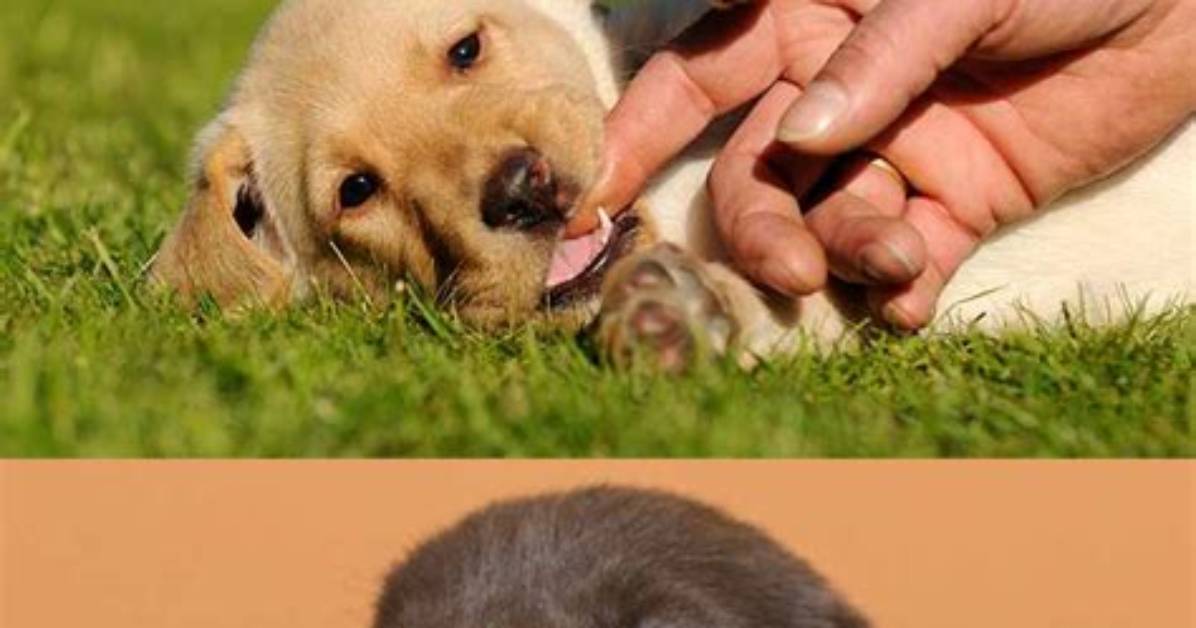 When Puppies Stop Biting?