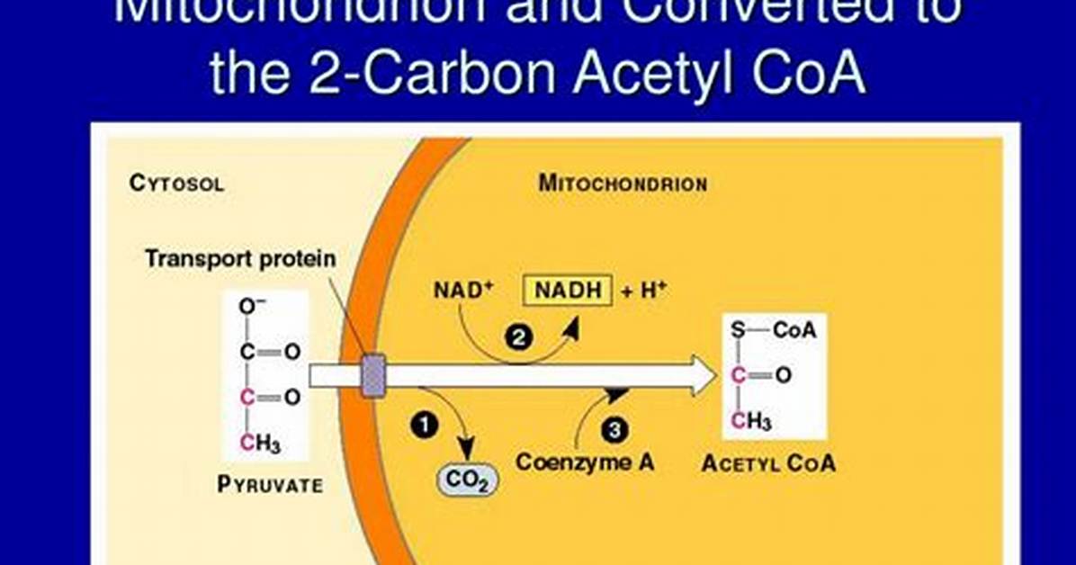 When Pyruvate Molecules Enter the Mitochondrion?