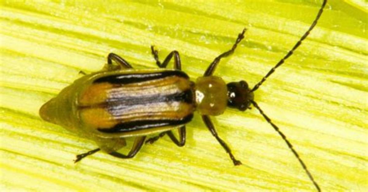 When Scouting for Corn Rootworm Larvae Look for?