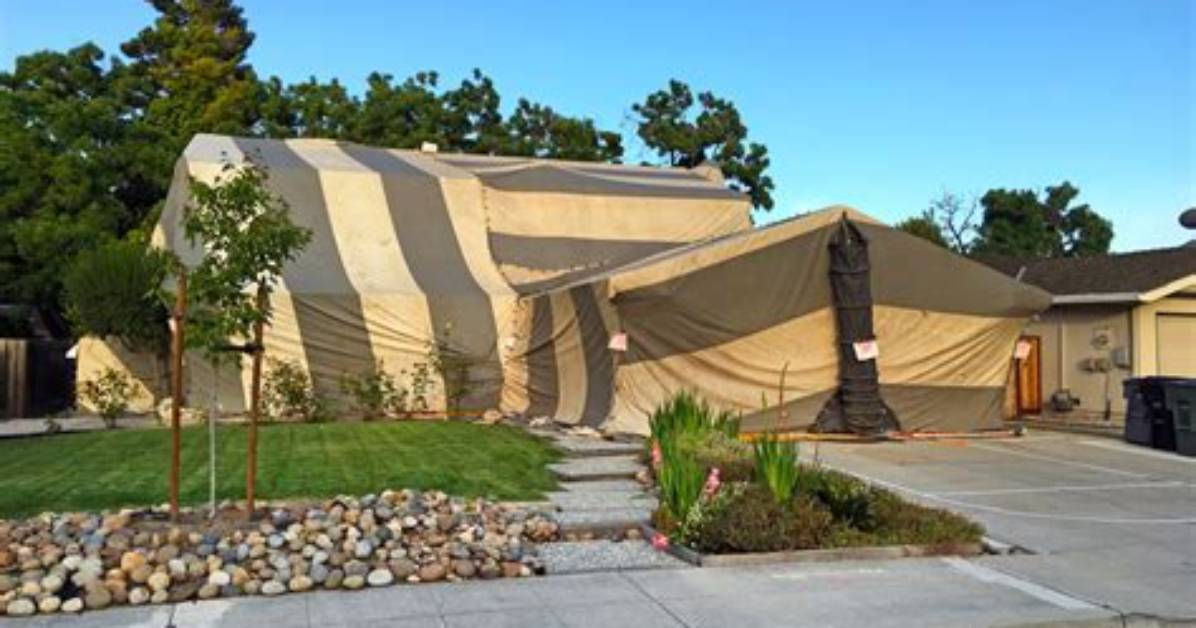 When Should a House Be Tented for Termites