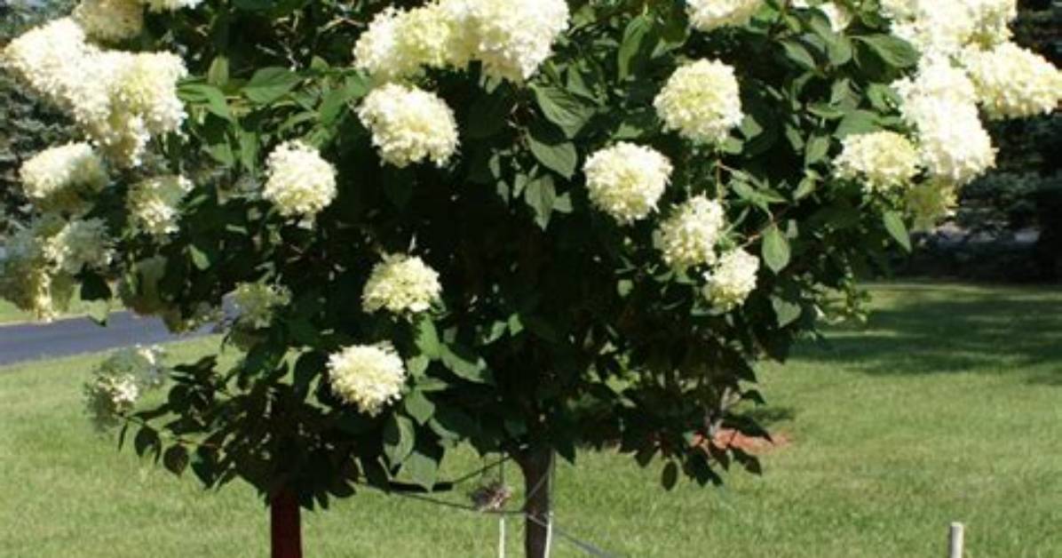 When Should a Hydrangea Tree Be Pruned