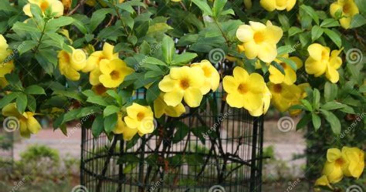 When Should Allamanda Be Pruned?