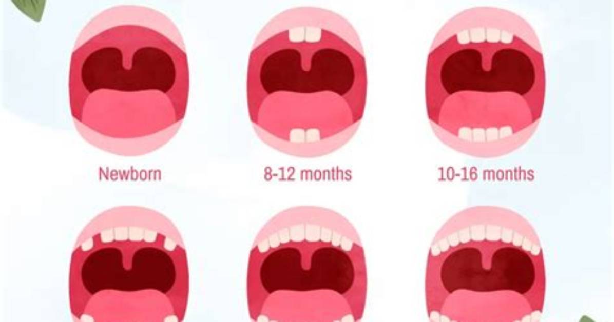 When Should Baby Start Teething?