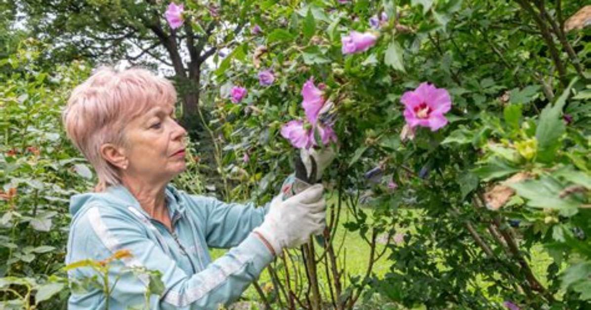 When Should Flowering Shrubs Be Pruned