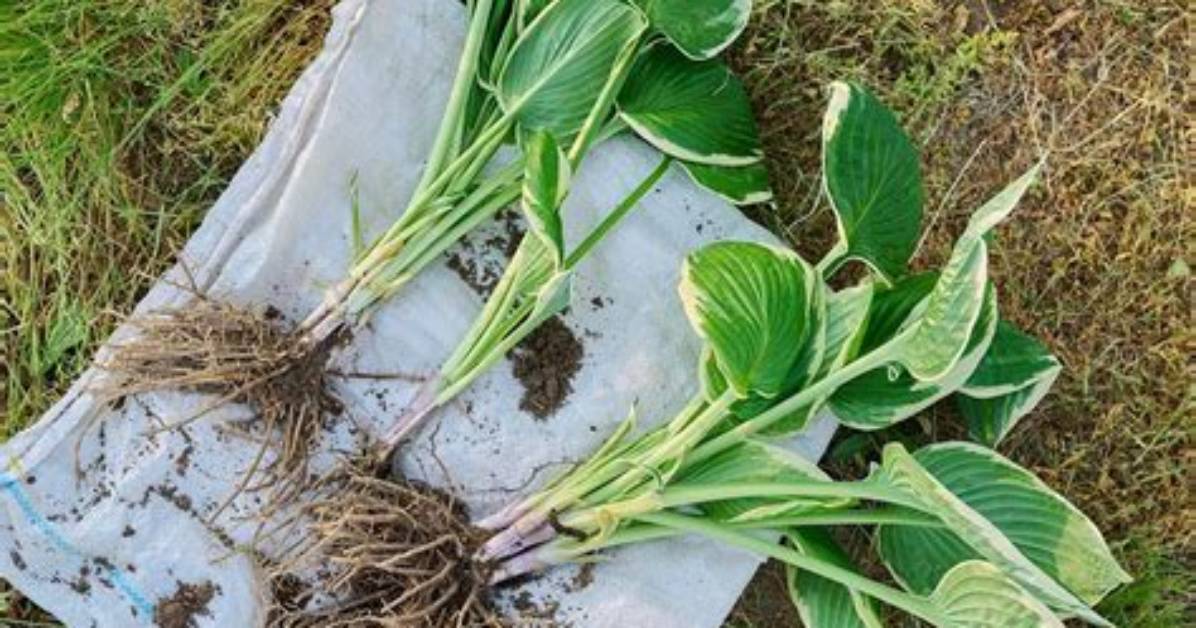 When Should Hostas Be Split