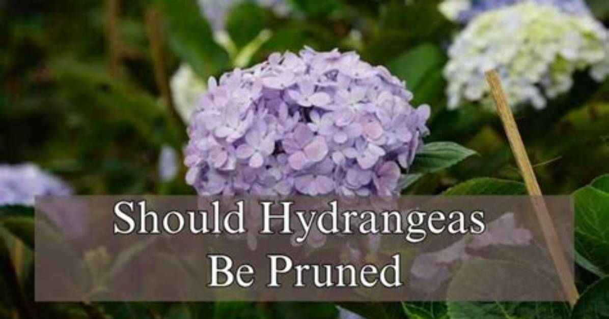 When Should Hydrangeas Be Pruned?