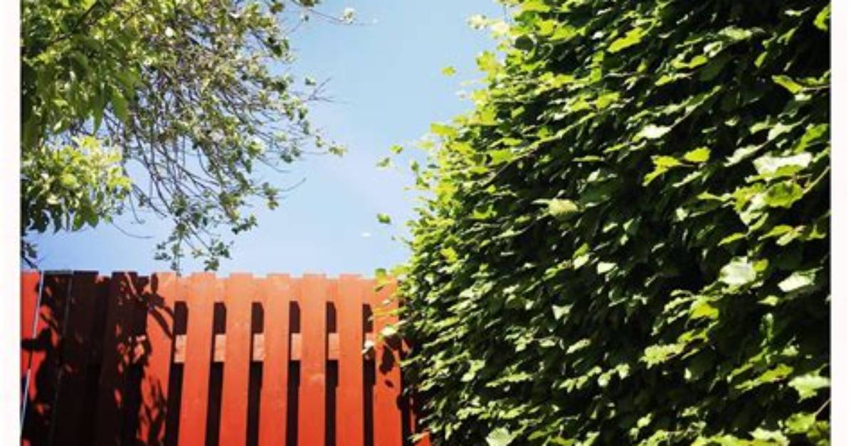 When Should I Feed My Beech Hedge