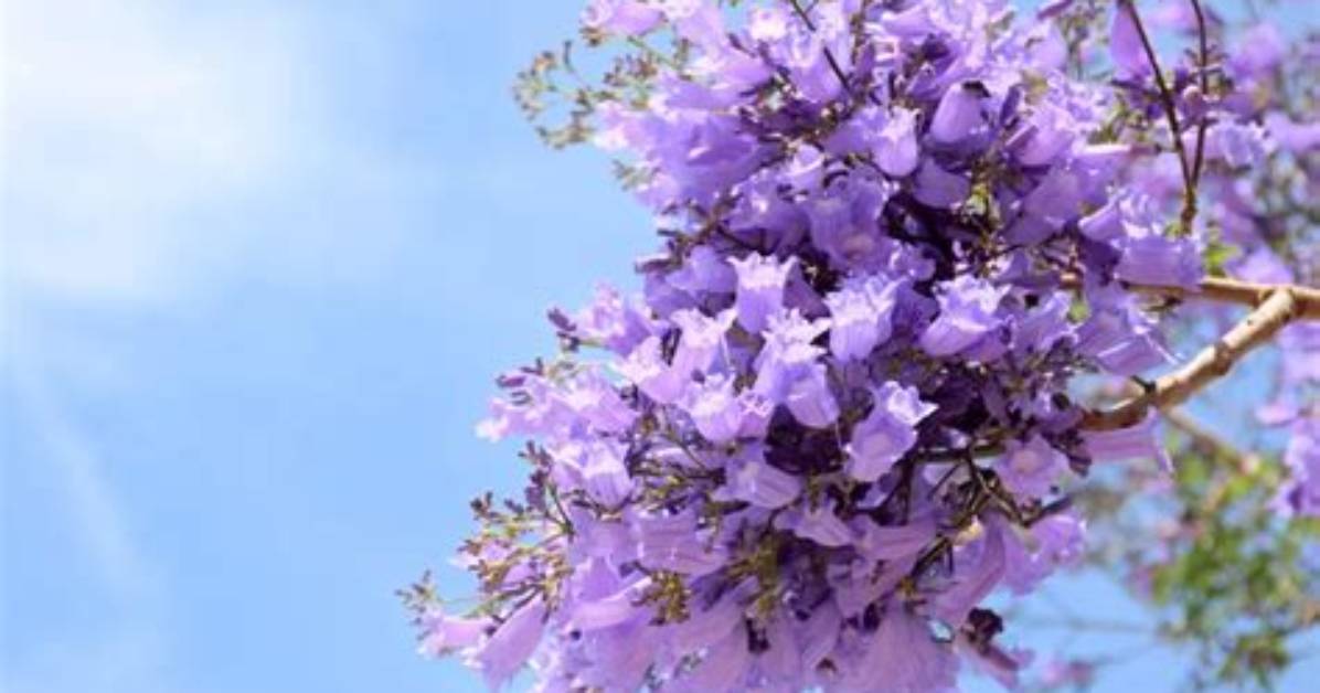 When Should I Fertilize My Jacaranda Tree