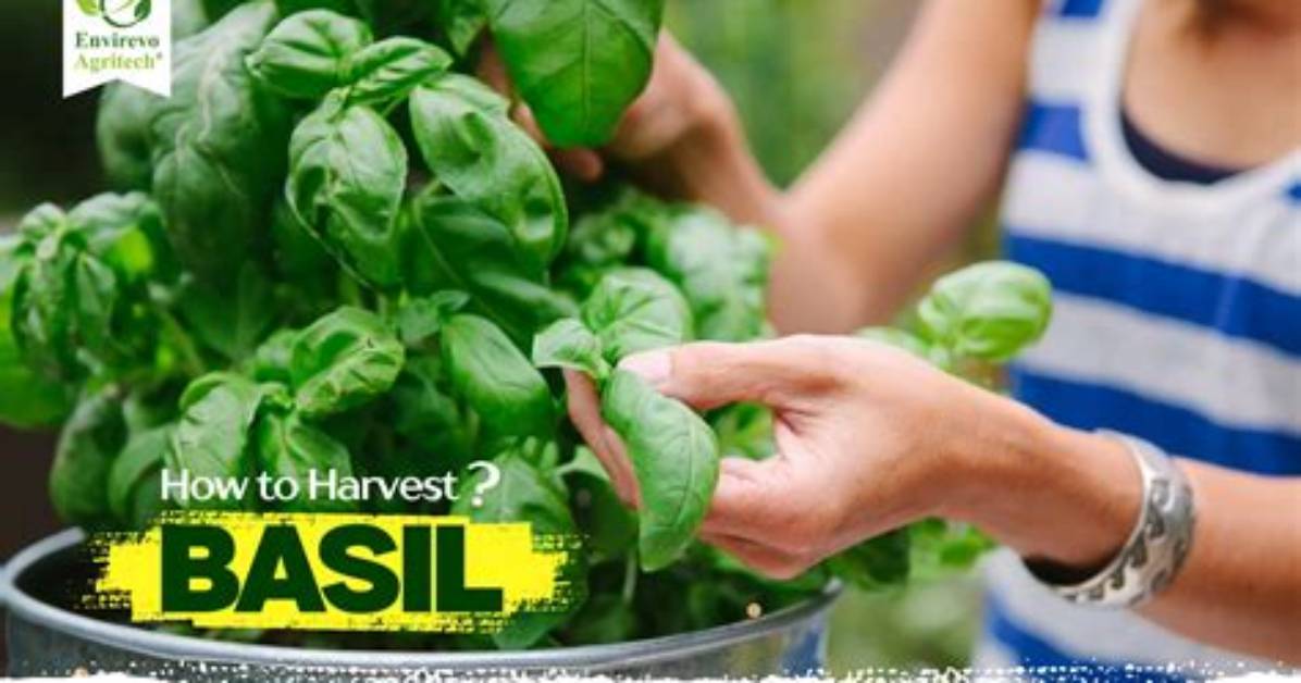 When Should I Harvest Basil