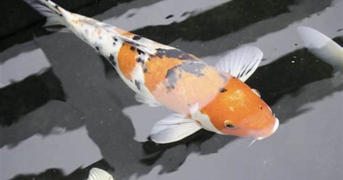 When Should I Introduce Koi to New Pond