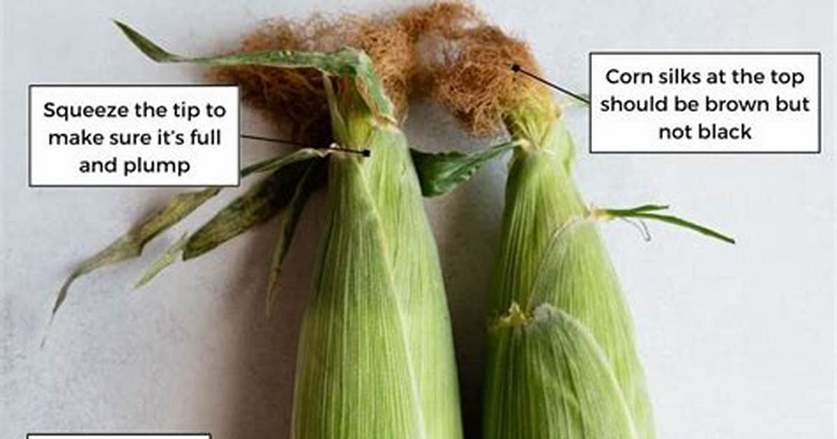 When Should I Pick My Corn